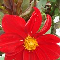Dahlia x 'Eole' fleur